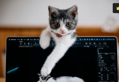 Here’s Why Cats Love Laptops